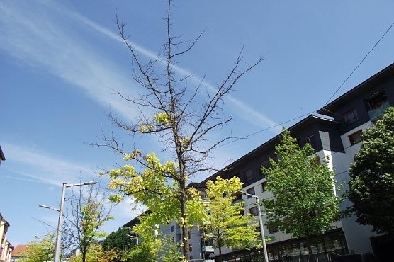 Was wird mit den absterbenden B&auml;umen in der Rautenstra&szlig;e? (Foto: Kurt Frank)