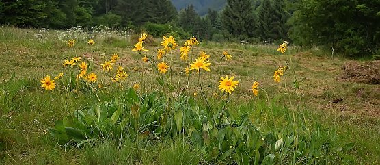 Die Arnika bleibt im Landkreis! (Foto: B. Schwarzberg)