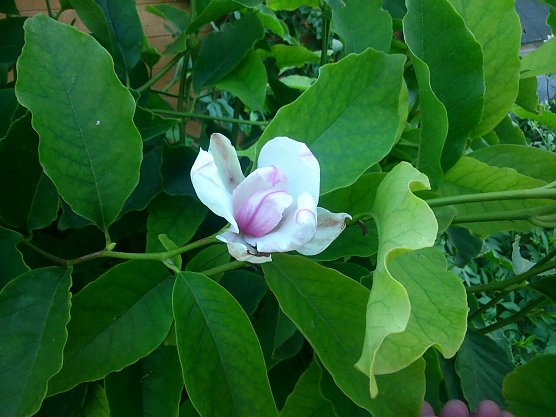 Magnolienbl&uuml;te im Sommer (Foto: Gernot Thelemann)