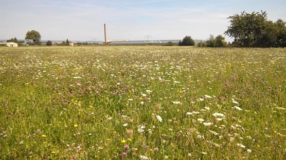 Bl&uuml;hende Wiesen bei Heringen � ein Paradies f&uuml;r allerlei n&uuml;tzliche  Insekten (Foto: Kurt Frank)