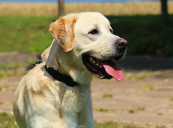 Tier der Woche: Heino (Foto: Tierheim Nordhausen)