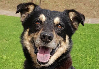 Tier der Woche: Jacky (Foto: Tierheim Nordhausen)