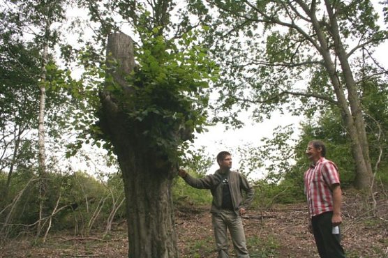 schneitelwirtschaft (Foto: lra)