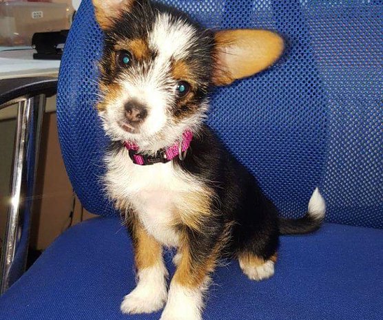 Tier der Woche: Bl&uuml;mchen (Foto: Tierheim Nordhausen)