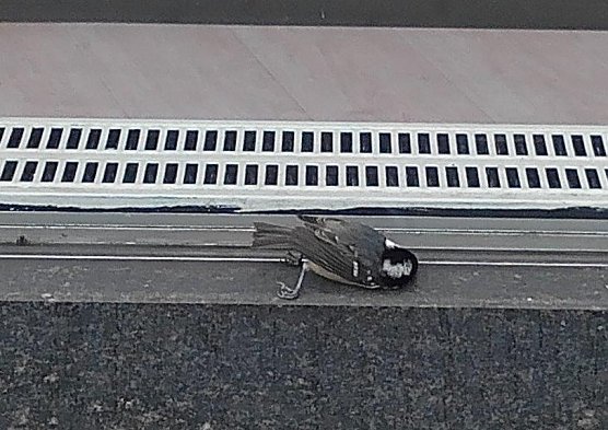 Tod an der Glasfassade (Foto: Kurt Frank)