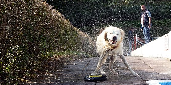 Vierbeiner im Ilfelder Waldbad (Foto: Sandra Witzel)