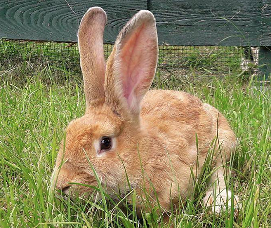 Tier der Woche: Lieselotte (Foto: Tierheim Nordhausen)