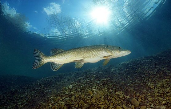 Neben viel Flora und Fauna sollen auch andere Highlights Taucher nach Nordhausen locken (Foto: Tauchsportzentrum Nordhausen)