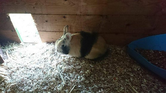 Tier der Woche: Bernhardt (Foto: Tierheim Nordhausen)