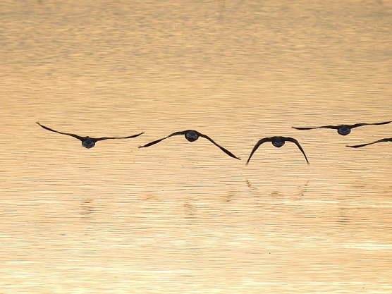 Kraniche im Anflug (Foto: Peter Blei) Kraniche im Anflug (Foto: Peter Blei)