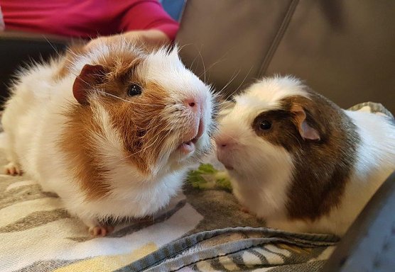 Louis und Sammy sorgen f&uuml;r gute Stimmung (Foto: L. Schubert)