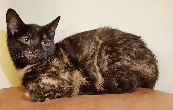 Tier der Woche: Lisa (Foto: Tierheim Nordhausen)