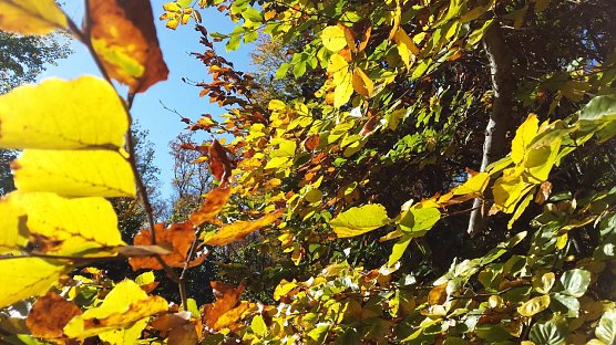 Herbstlaub im Harzwald (Foto: Naturpark Kyffh&auml;user/S&uuml;dharz)