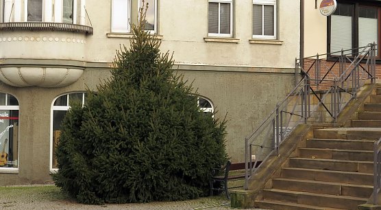 Weihnachtsbusch in der Altstadt (Foto: nnz)
