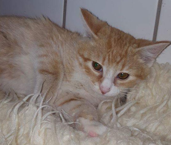 Tier der Woche: Emilio (Foto: Tierheim Nordhausen) Tier der Woche: Emilio (Foto: Tierheim Nordhausen)