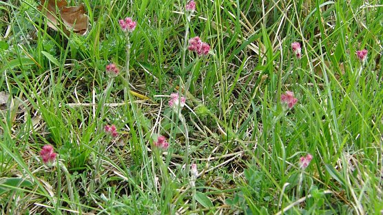 Katzenpf&ouml;tchen (Foto: Bodo Schwarzberg)