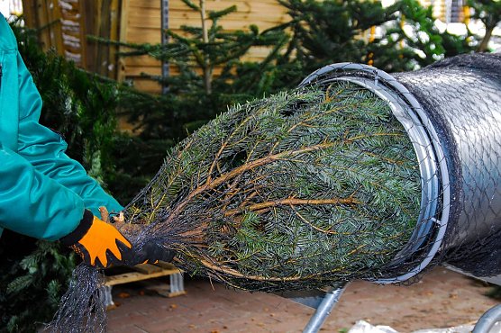 Keine Tanne von der Stange (Foto: IG BAU)