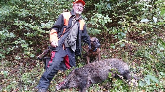 Alma, Ulrich Tischers Schwei&szlig;h&uuml;ndin, sp&uuml;rte auch so manches Schwarzwild auf, das, angeschossen, fl&uuml;chtete und den Fangschuss erhielt (Foto: privat)