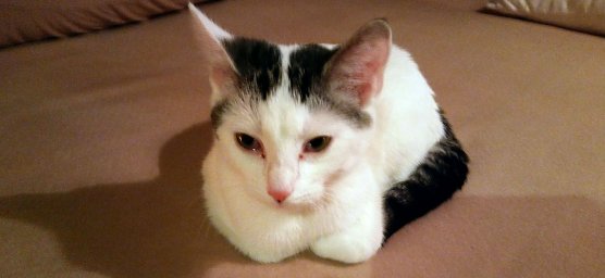 Sucht ein neues Zuhause (Foto: privat)