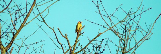 Gr&uuml;nspecht (Foto: B. Ballhause)