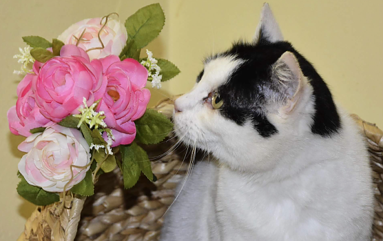 Tier der Woche: Peter (Foto: Tierheim Nordhausen)