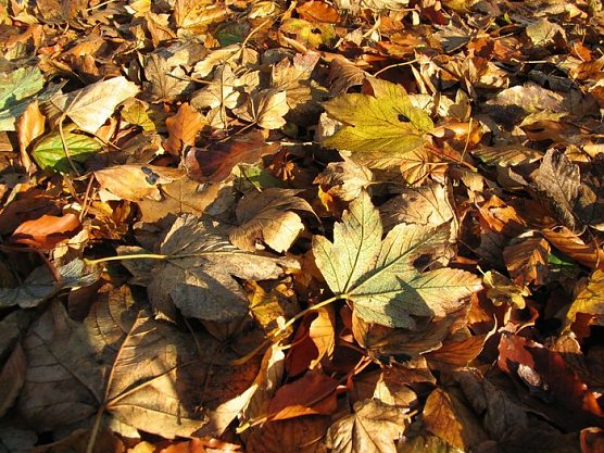Schön und gefährlich (Foto: psv) Schön und gefährlich (Foto: psv)