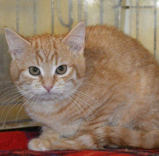 Tier der Woche: Chrissi (Foto: Tierheim Nordhausen) Tier der Woche: Chrissi (Foto: Tierheim Nordhausen)