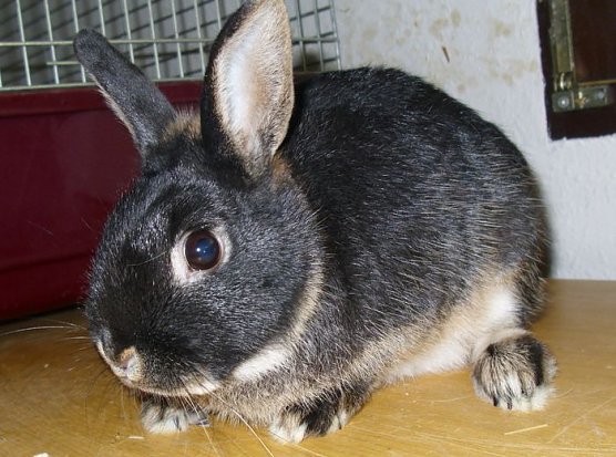 Charlie (Foto: C. Knust) Charlie (Foto: C. Knust)