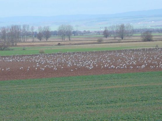 kraniche (Foto: lra) kraniche (Foto: lra)