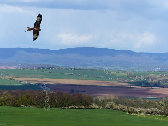 Rotmilan auf Nahrungssuche (Foto: LPV)
