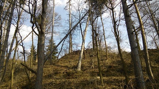 Stellenweise schon sehr licht ist es im Kuhberg-Wald geworden. Auch die B&auml;ume, die sich nur noch an andere anlehnen, um nicht zu st&uuml;rzen, will man aufbereiten. (Foto: Kurt Frank)
