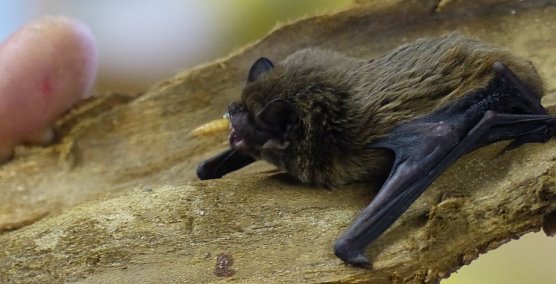 Neues Quartier f&uuml;r Flederm&auml;use (Foto: Landschaftspflegeverband S&uuml;dharz/Kyffh&auml;user)