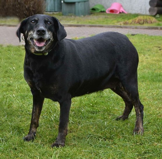 Tier der Woche: Lena (Foto: Tierheim Nordhausen)