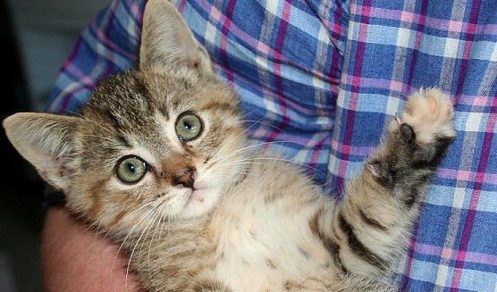 Abzugeben (Foto: rh)