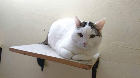 Tier der Woche: Karl (Foto: Tierheim Nordhausen )