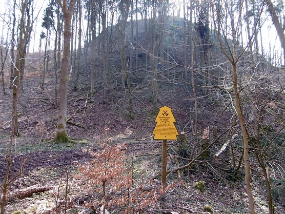 Wald (Foto: Forstamt Bleicherode/S&uuml;dharz)