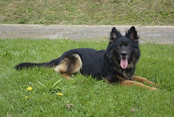 Tier der Woche: Anka (Foto: Tierheim Nordhausen)