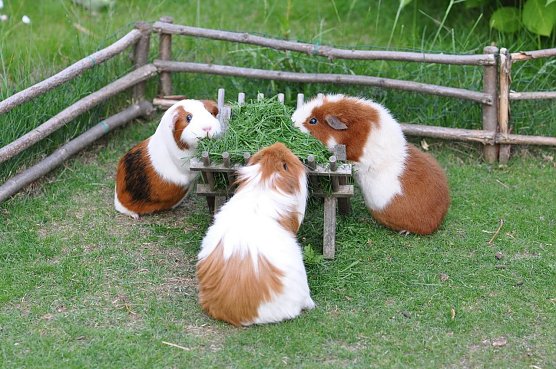 Meerschweinchen in der Au&szlig;enhaltung (Foto: Deutscher Tierschutzbund e.V.)