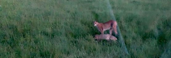 Luchs rei&szlig;t Reh (Foto: A. Grabinsky)