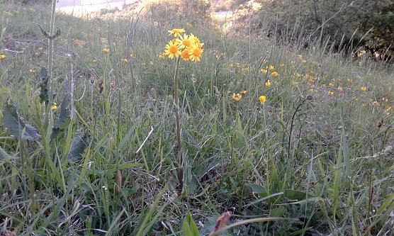 Steppen-Greiskraut (Tephroseris integrifolia) (Foto: B. Schwarzberg)