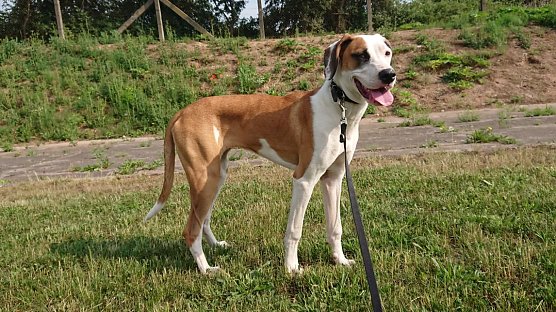 Tier der Woche: Bella (Foto: Tierheim Nordhausen)