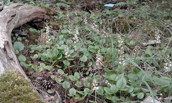 Rundbl&auml;ttrige Wintergr&uuml;n (Pyrola rotundifolia) (Foto: B. Schwarzberg)
