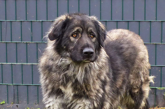 Tier der Woche: Nastja (Foto: Tierheim Nordhausen)