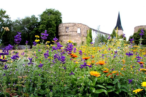Blumenwiese auf dem Petersberg (Foto: Pressestelle Stadt Nordhausen)