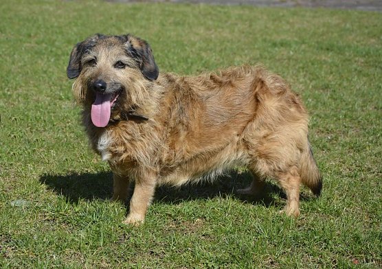 Tier der Woche: Ilse (Foto: Tierheim Nordhausen)