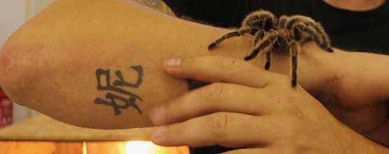 Spinnen- und Insektenschau in Sundhausen (Foto: Angelo Glashagel) Spinnen- und Insektenschau in Sundhausen (Foto: Angelo Glashagel)