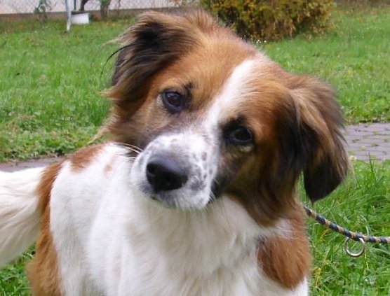 Kaspar (Foto: Tierheim Nordhausen) Kaspar (Foto: Tierheim Nordhausen)