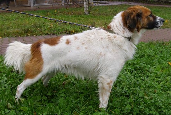 Kaspar (Foto: Tierheim Nordhausen) Kaspar (Foto: Tierheim Nordhausen)