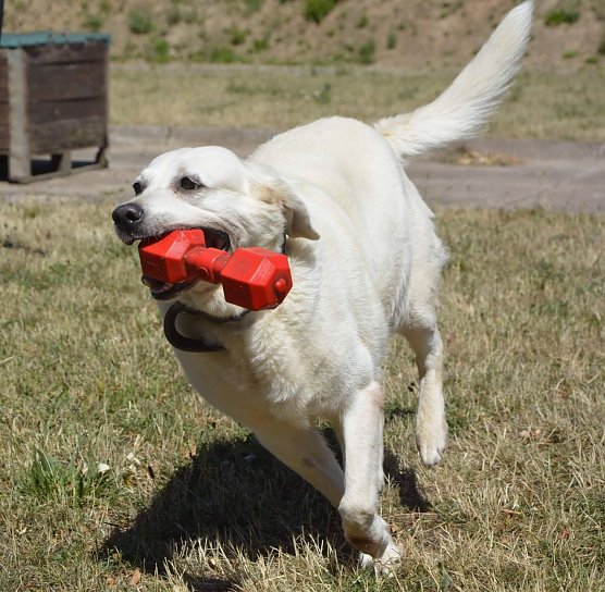 Tier der Woche: Chaila (Foto: Tierheim Nordhausen)