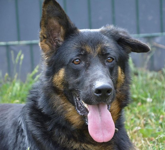 Tier der Woche: Sammy (Foto: Tierheim Nordhausen)